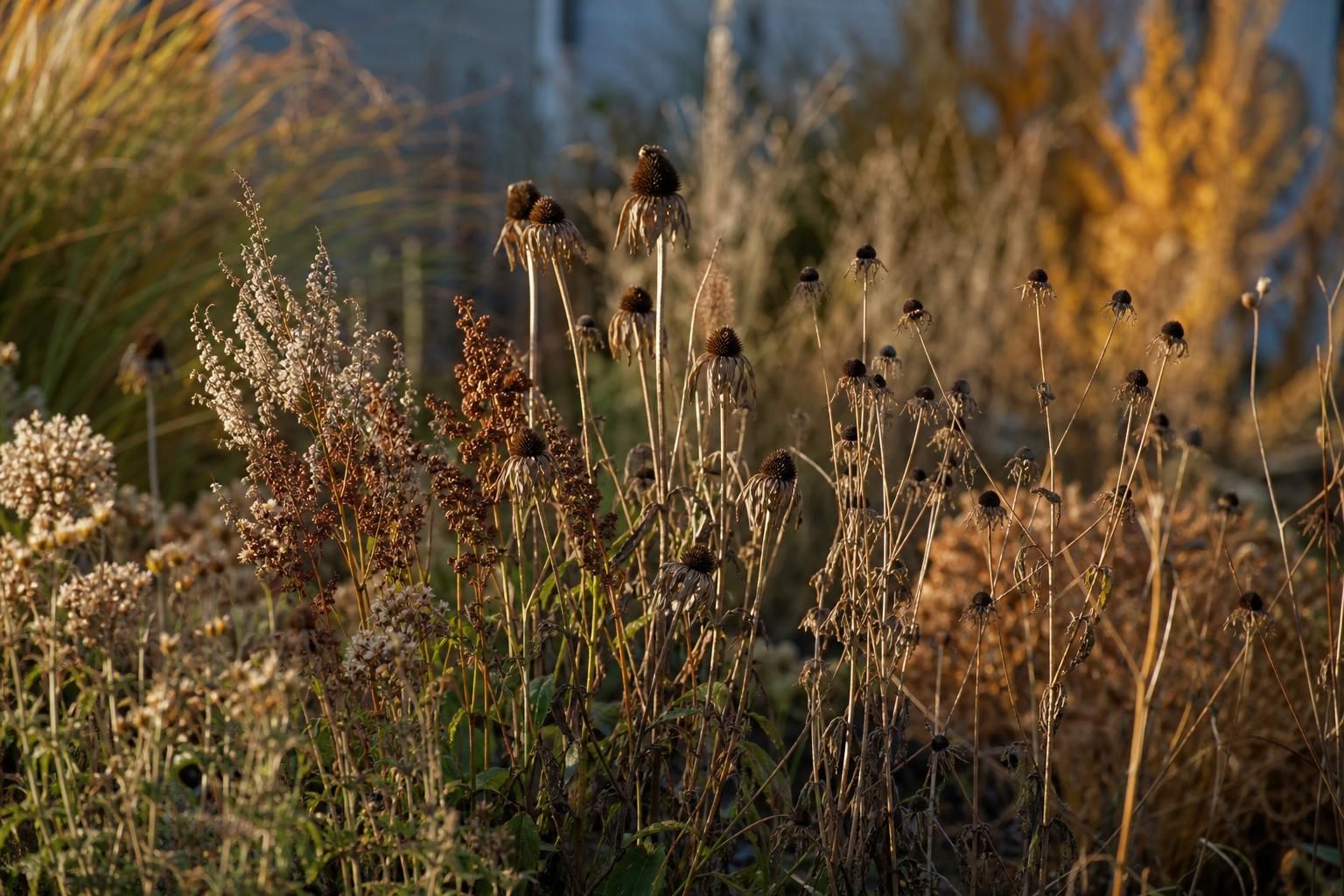 Standing coneflower seed heads in an autumn backyard flower bed